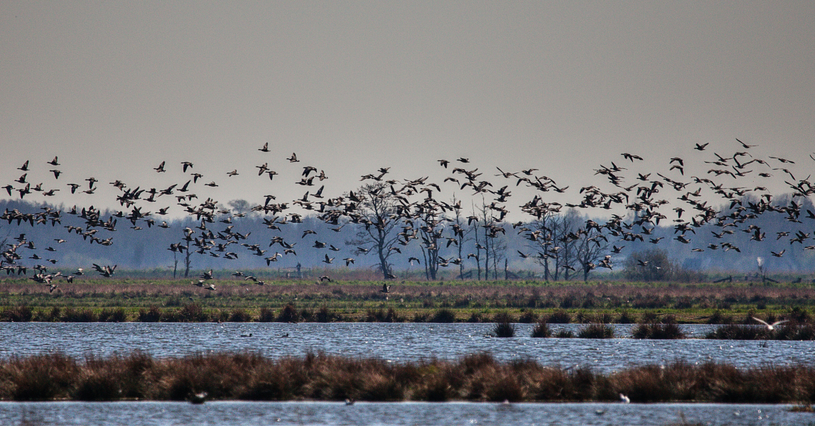 CESTOVATELSKÝ VEČER NIZOZEMÍ A FRÍSKÉ OSTROVY